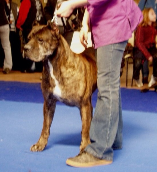CH. Nabucco Degli olmi