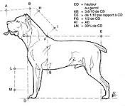 Cane corso (Sans Affixe)